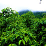Nicaragua Altisimo Dark