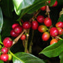 Papua New Guinea