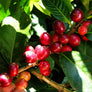Honduras Blue Mountain Light