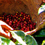 Ethiopia Yirgacheffe  Light