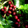 Nicaragua Altisimo Light