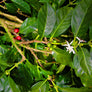 Silky Java Organic