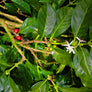 Papua New Guinea