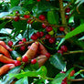 Honduras El Jaguar Organic Fair Trade