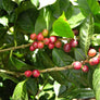 Sumatra Mountain Rain