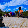 Rwanda Peaberry