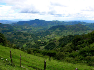 Honduras Blue Mountain Dark