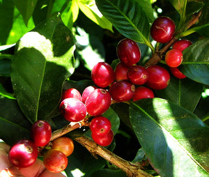 Honduras Blue Mountain Light