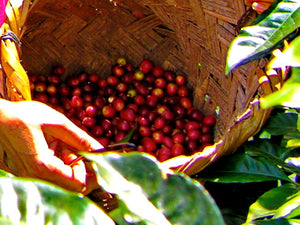 Ethiopia Yirgacheffe Medium Light