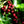 Nicaragua Altisimo Light