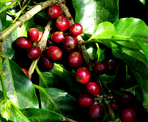 Nicaragua Altisimo Light Organic