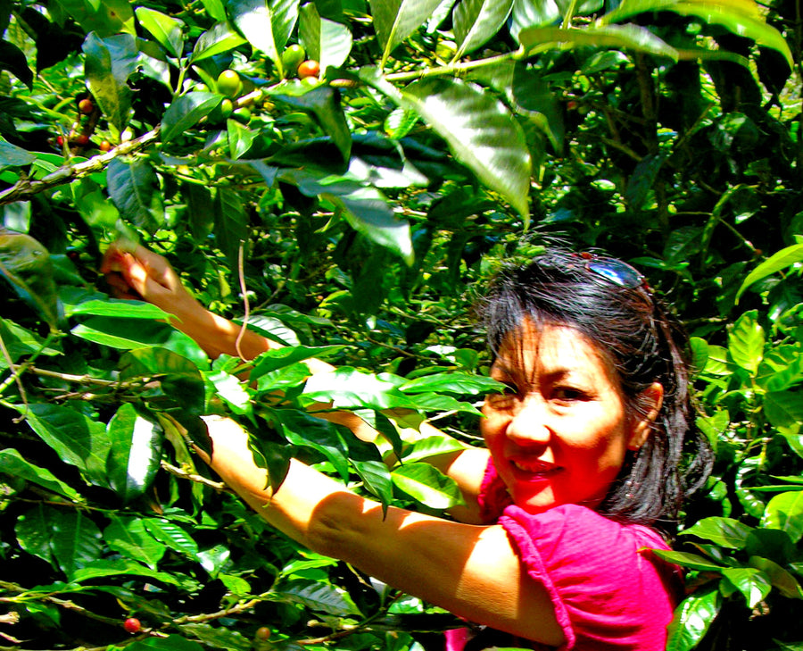 Nicaragua Altisimo Dark Organic